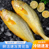 新鲜特大黄花鱼  大黄鱼（无冰）400-500克*1