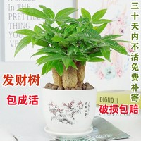 梵花壹木 发财树盆栽