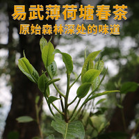 勐洛小寨 易武薄荷塘普洱茶生茶散茶古树茶云南2024年春茶新茶生普茶叶 买一次喝半年装1000g