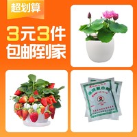 麦桑荷 草莓苗1盆+碗莲种子+4包肥料