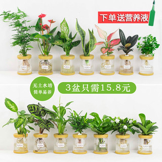 梵花拾光 水培植物盆栽绿萝栀子花办公室内花卉小绿植四季好养多肉水养盆栽