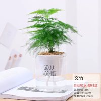 梵花壹木 花卉盆栽绿萝植物文竹盆景客厅任选一个