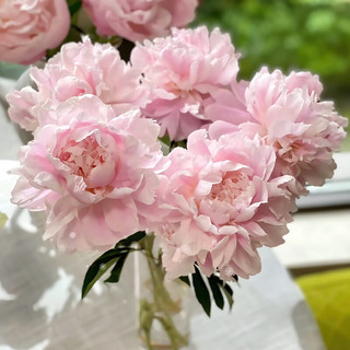 山东重瓣芍药粉色10枝（品种）室内装饰趣味插花
