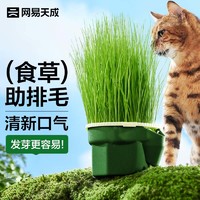 网易天成 猫咪零食猫草种子黑麦种子猫草盆栽无土懒人水培猫草杯 无土猫草杯 | 黑麦种子