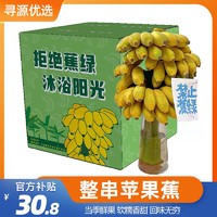 鲜晟季 整串带杆广西苹果蕉8-9斤装彩箱办公室水培香蕉绿植