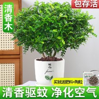 慢呼吸 驱蚊草盆栽正宗清香胡椒木植物室内外花卉九里香盆景树苗老桩绿植