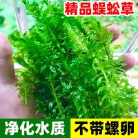 临雅 蜈蚣草水草植物鱼缸造景专用养鱼阴性真水草无土绿菊鱼草造氧绿植