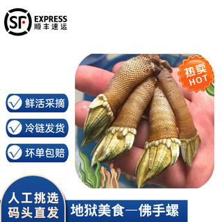 沢素湾 新鲜佛手螺 笔架海鲜  狗爪螺 观音掌 鹅颈藤壶生鲜 贝类 更实惠 每500g(含60-75颗)大号