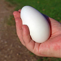 楚鄂云数新鲜鹅蛋 农家散养土鹅蛋 能吃的蛋 12枚(80-100g/个)