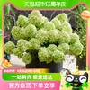 88VIP：HONGYUE 虹越 进口新品圆锥绣球乔木绣球阳台庭院植物盆栽灌木大花栎