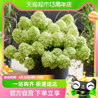 88VIP：HONGYUE 虹越 进口新品圆锥绣球乔木绣球阳台庭院植物盆栽灌木大花栎