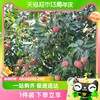 88VIP：奥灵奇 糖水荔枝罐头250g新鲜水果小吃方便儿童零食罐头网红小吃