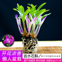 艾莹 七彩香水石斛兰花四季开花好养绿植浓香型石斛室内植物花卉盆栽