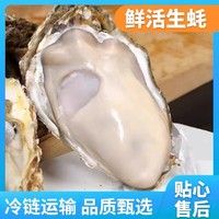 源头直发！乳山生蚝 3XL牡蛎  5.5斤（带官方溯源防伪标识、死蚝包赔）