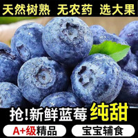 龙觇 新鲜蓝莓大果 云南 蓝莓王 125g×6盒（ 单果15-18mm）