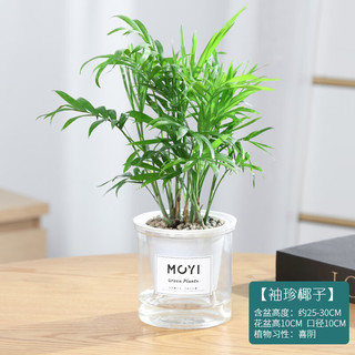 MOYi 墨一 袖珍椰子盆栽 花卉植物室内绿植办公室绿植欧式ins风美观室内好养