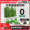 YANXUAN 网易严选 猫草无土盆栽 25g*3包