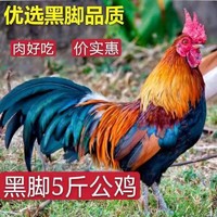 诺斯食美散养两年老公鸡 农村大公鸡现杀鲜鸡肉土鸡新鲜 杀后净重5斤 散养大公鸡