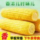  百亿补贴：十月稻田 黄糯玉米 2kg　