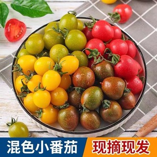 百亿补贴：圣女果新鲜小水果西红柿迷彩黄青红4斤