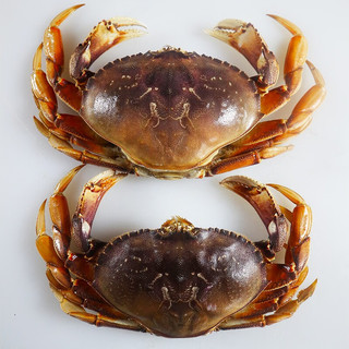 鲟食 活冻珍宝蟹 生鲜大螃蟹肉蟹 超大蟹类生鲜 海鲜水产 900g -1000g/只