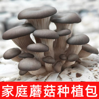 银辉 蘑菇种植包家庭菌包自种可食用菇菌种平菇家种榆黄菇母种磨姑原种