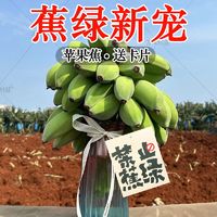 百亿补贴：万峰村庄 广西苹果蕉整串8斤办公室水培新鲜绿植(高档防震箱)