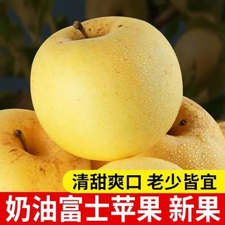 樱鲜 山东黄金苹果当季新鲜水果奶油富士苹果脆甜 黄金富士 净重4.5-5斤  12枚