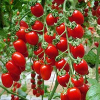 瀑布小番茄种子千禧樱桃西红柿圣女果种籽苗四季播黄蔬菜种孑水果