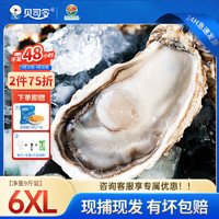 BEISILING 贝司令 乳山生蚝鲜活牡蛎贝类海鲜水产露营烧烤食材 6XL净重9斤 12-16只