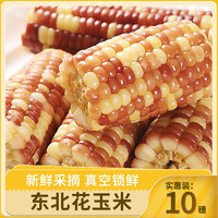 园侬鲜 东北鲜食糯玉米10穗真空玉米黏玉米粗粮非即食