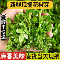 良知农哥新鲜现摘露天花椒芽新鲜花椒芽叶菜农家菜 250g