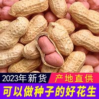 淳深 带壳生花生2023年5斤新鲜晒干高产种子薄壳炒熟原味粉红皮花生米