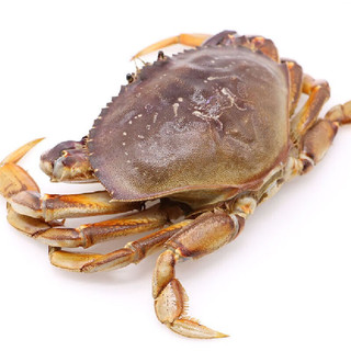 【活鲜】喵和渔 鲜活珍宝蟹加拿大 大螃蟹 海鲜水产海蟹 珍宝蟹1.4-1.5斤/只