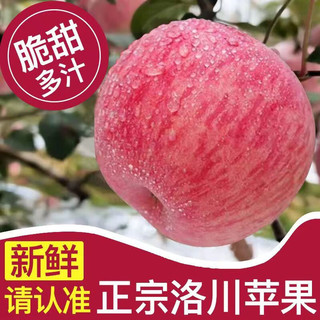 冰茜 陕西洛川苹果  脆甜红富士   10斤装 75-80mm
