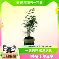 88VIP：朵屿花间创意文竹盆景桌面盆栽