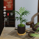 八芽 袖珍椰子迷你盆栽散尾葵凤尾竹中式禅意四季常青办公室内桌面植物