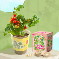 九月生 番茄盆栽种子盒绿植儿童DIY趣味种植西红柿幼儿园开学季礼物