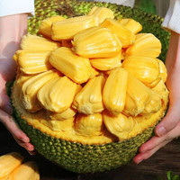 精选特大果海南菠萝蜜 30-35斤