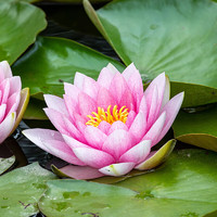 YIMINGHUAJIANG 一名花匠 睡莲带花苞发货水培植物可养鱼水栽培花卉水缸里养的无土水里荷花 粉色睡莲花×4颗 不含盆