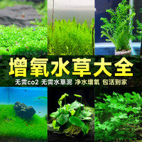 临雅 增氧水草植物造氧净化水质鱼缸水草植物真草造景套餐