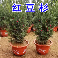 苏鲁雅卉红豆杉盆栽 盆景 植物 室内外栽植 公母中草药红豆杉树苗红豆杉树 红豆杉高30-40厘米【两棵一公一 不含盆