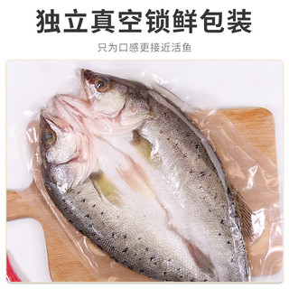 卖鱼郎先生国产三去海鲈鱼1500g/3条  生鲜 鱼类冷冻鲈鱼 海鲜水产