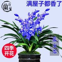 星雨香（XINGYUXIANG）爆盆12苗带原盆土 四季开花 养不死的好品种 蓝宝石