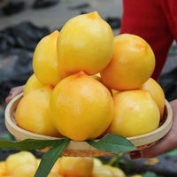 元族【顺丰】时令山东蒙阴黄油桃礼盒装新鲜水果4.5斤净重大果