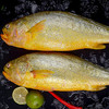 新鲜   大黄鱼（无冰）400-500克*3