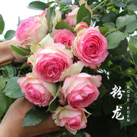 清韵伊人 月季花苗树苗当年开花蔷薇花苗爬藤特大花卉盆栽地载庭院爬墙月季 粉色龙沙宝石