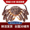 【活鲜】帝王蟹鲜活俄罗斯大螃蟹帝皇蟹活蟹阿拉斯加 4.7-5斤/一只 (鲜活)
