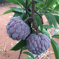 帅轩 四季水果苗释迦果树苗凤梨释迦果苗当年结果佛陀果番荔枝苗 红释迦果