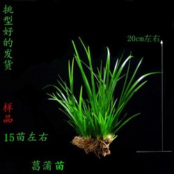 卉双 龙根菖蒲微盆景绿植室内水培办公桌昌蒲草养龟水培植物盆栽T11 菖蒲长苗15苗 不含盆